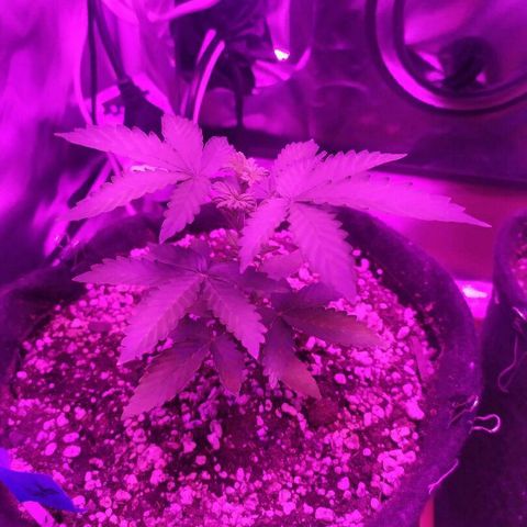 002 Crackuda 1 growlog timeline photo