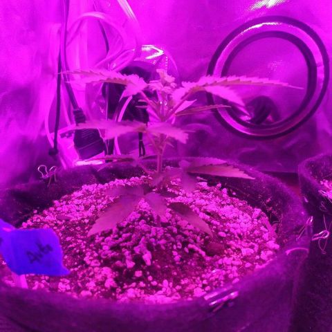 002 Crackuda 1 growlog timeline photo