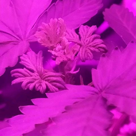 001 Lesada 1 growlog timeline photo