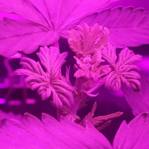 001 Lesada 1 growlog timeline photo