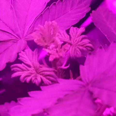 001 Lesada 1 growlog timeline photo