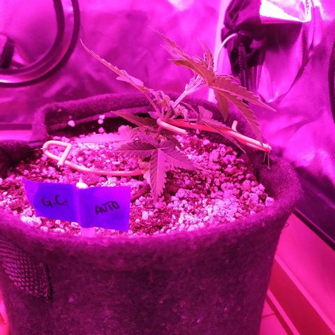 002 Crackuda 1 growlog photo: Primeiro LST.