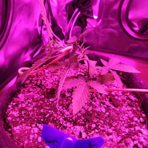 002 Crackuda 1 growlog photo: Primeiro LST.