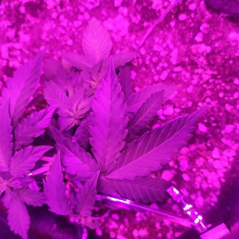 002 Crackuda 1 growlog timeline photo