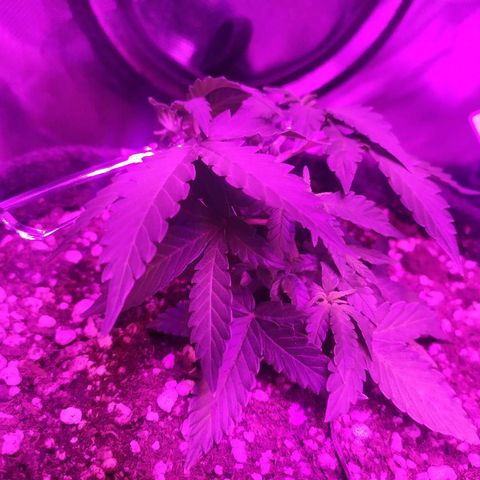 002 Crackuda 1 growlog timeline photo