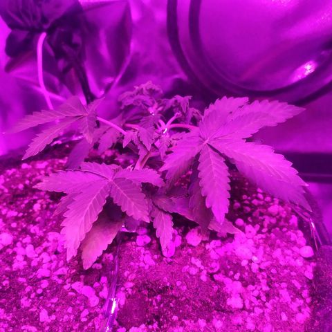 001 Lesada 1 growlog timeline photo