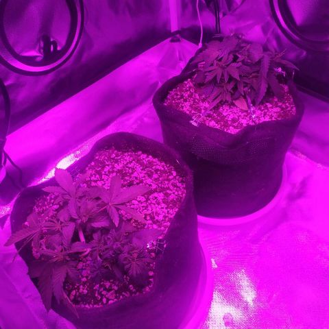 002 Crackuda 1 growlog timeline photo
