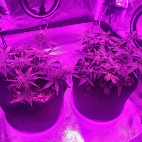 002 Crackuda 1 growlog timeline photo