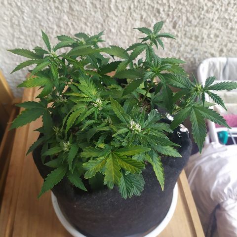 001 Lesada 1 growlog timeline photo