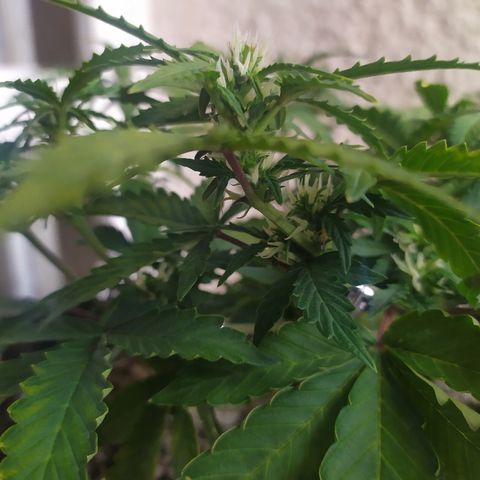 001 Lesada 1 growlog timeline photo