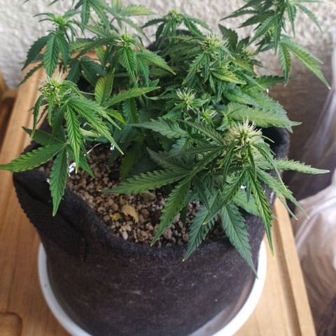 002 Crackuda 1 growlog timeline photo
