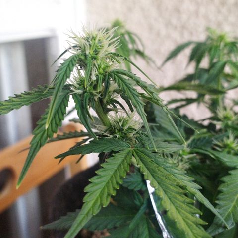 002 Crackuda 1 growlog timeline photo
