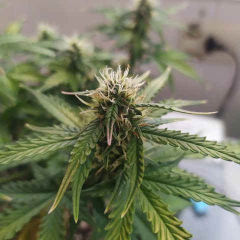 002 Crackuda 1 growlog timeline photo