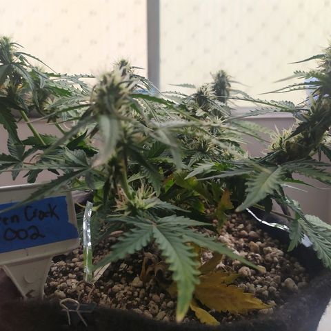 002 Crackuda 1 growlog timeline photo