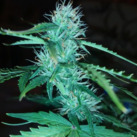 002 Crackuda 1 growlog timeline photo