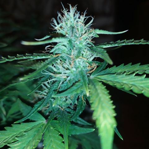 002 Crackuda 1 growlog timeline photo
