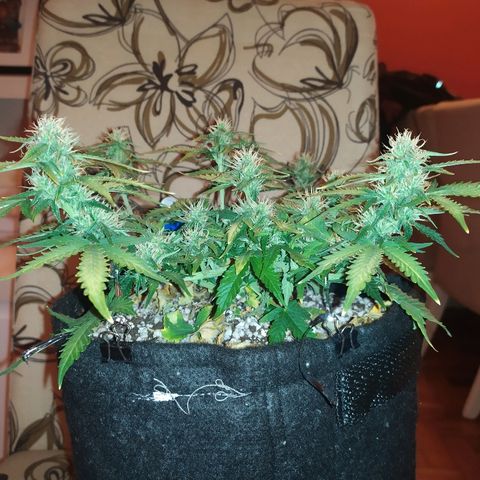 002 Crackuda 1 growlog timeline photo