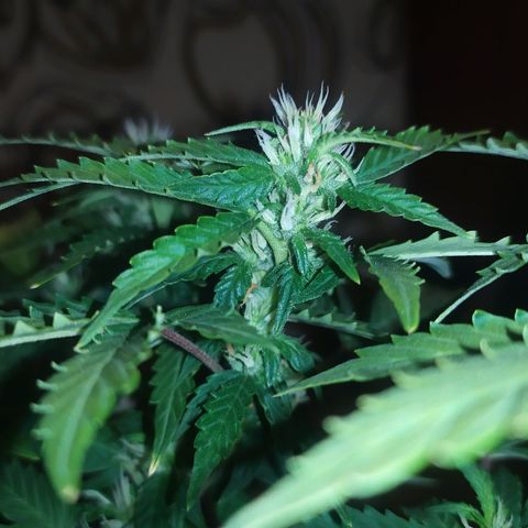 001 Lesada 1 growlog timeline photo