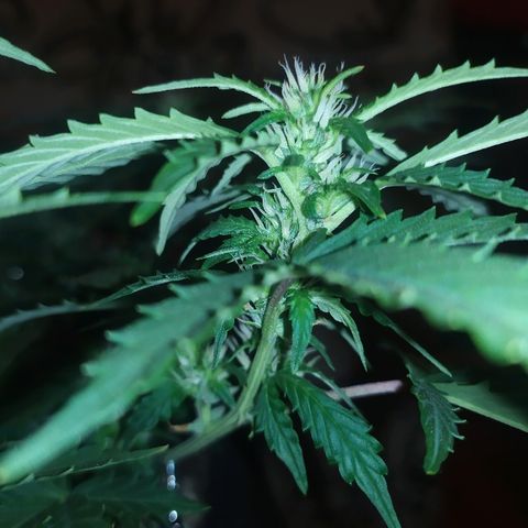001 Lesada 1 growlog timeline photo