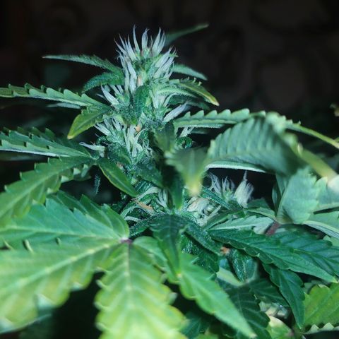 001 Lesada 1 growlog timeline photo
