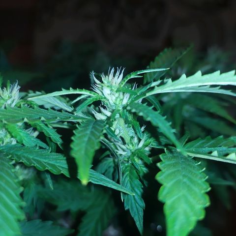 001 Lesada 1 growlog timeline photo