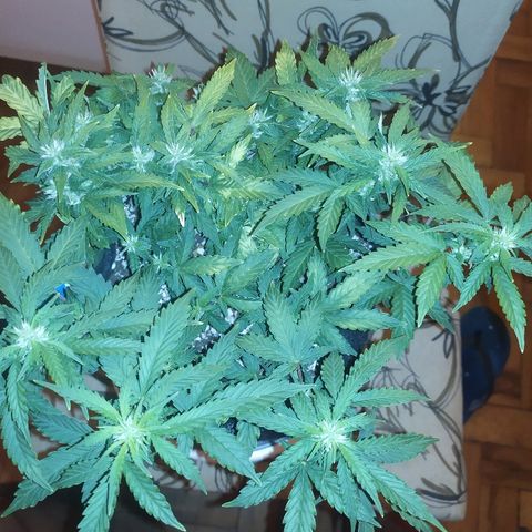 001 Lesada 1 growlog timeline photo