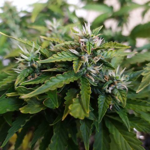 001 Lesada 1 growlog timeline photo