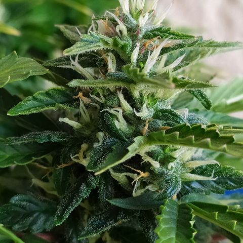 001 Lesada 1 growlog timeline photo