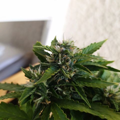 001 Lesada 1 growlog timeline photo