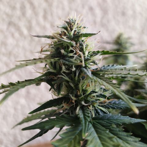 002 Crackuda 1 growlog timeline photo