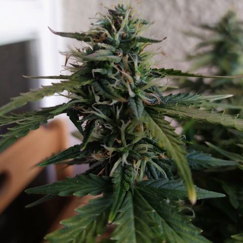 002 Crackuda 1 growlog timeline photo