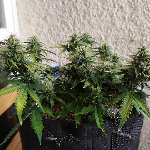 002 Crackuda 1 growlog timeline photo
