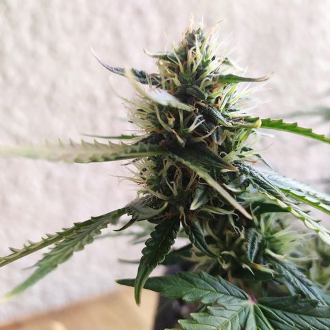 002 Crackuda 1 growlog timeline photo