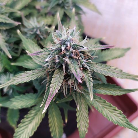 002 Crackuda 1 growlog timeline photo
