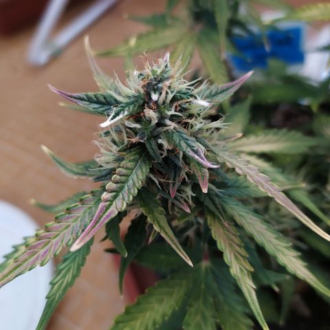 002 Crackuda 1 growlog timeline photo