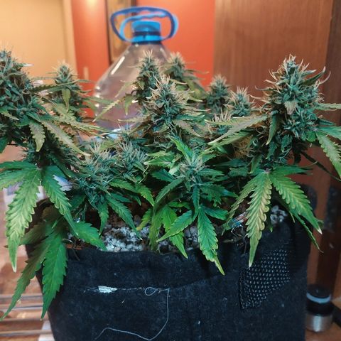 002 Crackuda 1 growlog timeline photo
