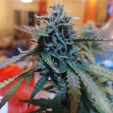 002 Crackuda 1 growlog timeline photo