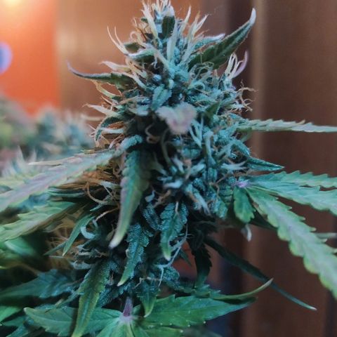 002 Crackuda 1 growlog timeline photo