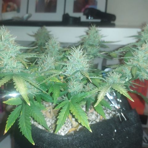 002 Crackuda 1 growlog timeline photo