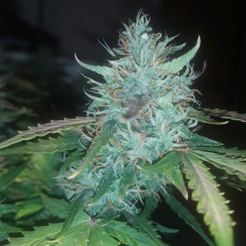 002 Crackuda 1 growlog timeline photo