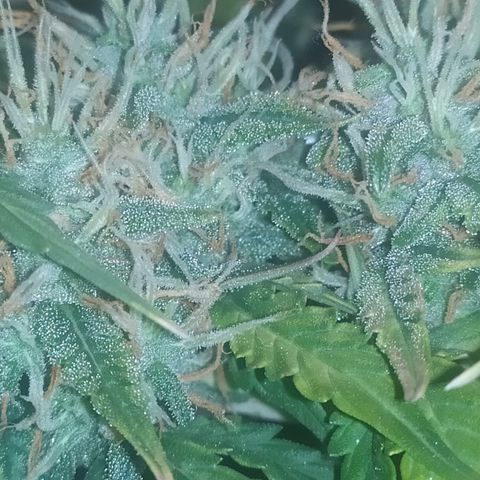 002 Crackuda 1 growlog timeline photo