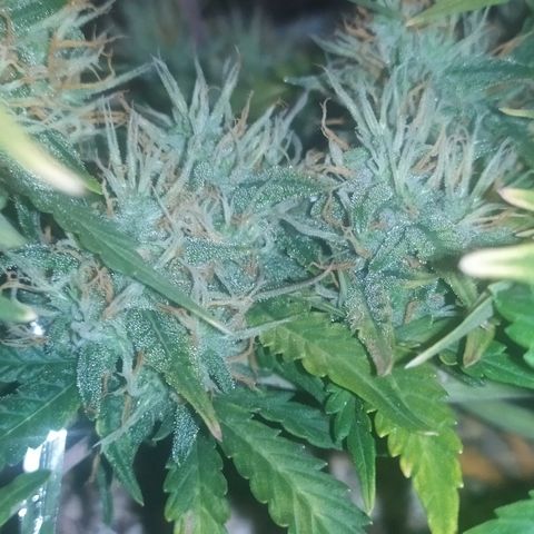 002 Crackuda 1 growlog timeline photo