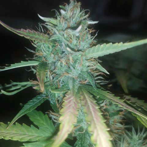 002 Crackuda 1 growlog timeline photo