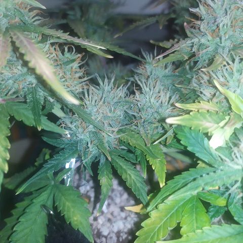 002 Crackuda 1 growlog timeline photo
