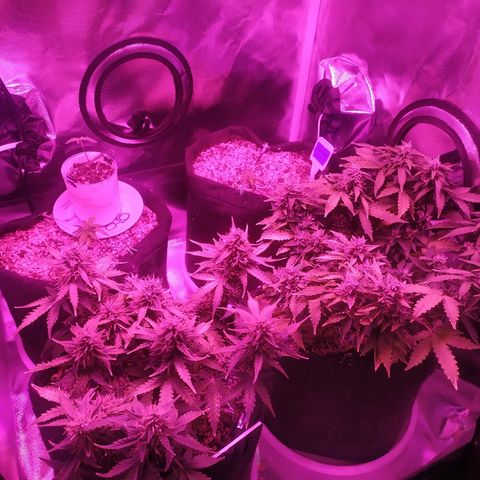 002 Crackuda 1 growlog timeline photo
