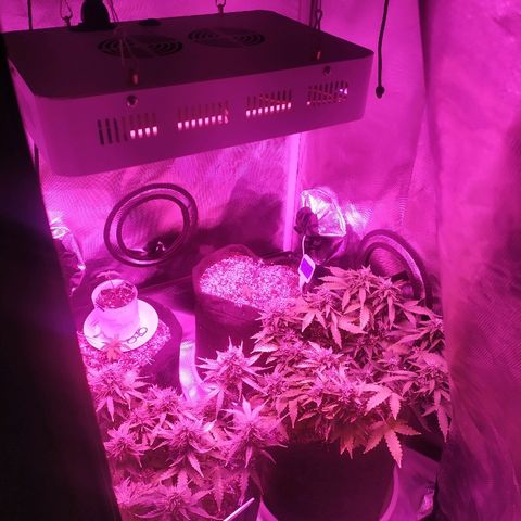 002 Crackuda 1 growlog timeline photo