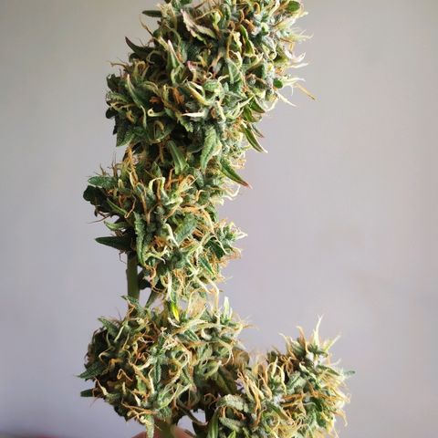 002 Crackuda 1 growlog timeline photo
