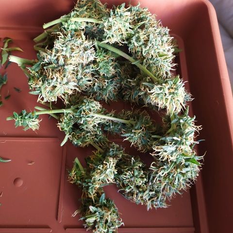 002 Crackuda 1 growlog timeline photo