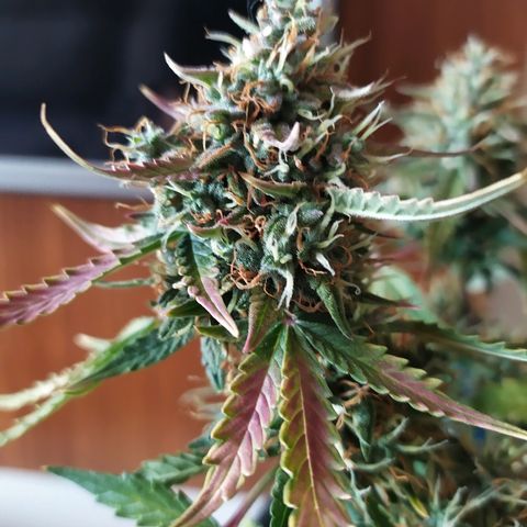 002 Crackuda 1 growlog timeline photo