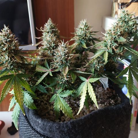 002 Crackuda 1 growlog timeline photo